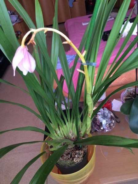 Орхидея цимбидиум, уход в домашних условиях, цветение, пересадка и размножение