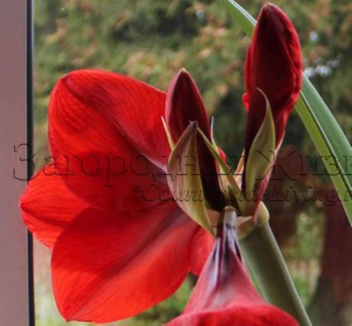 Гиппеаструм - уход в домашних условиях и подготовка к цветению, сорта и фото