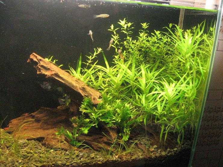 Растения в аквариуме (размножение, условия содержания, освещение, подкормка)