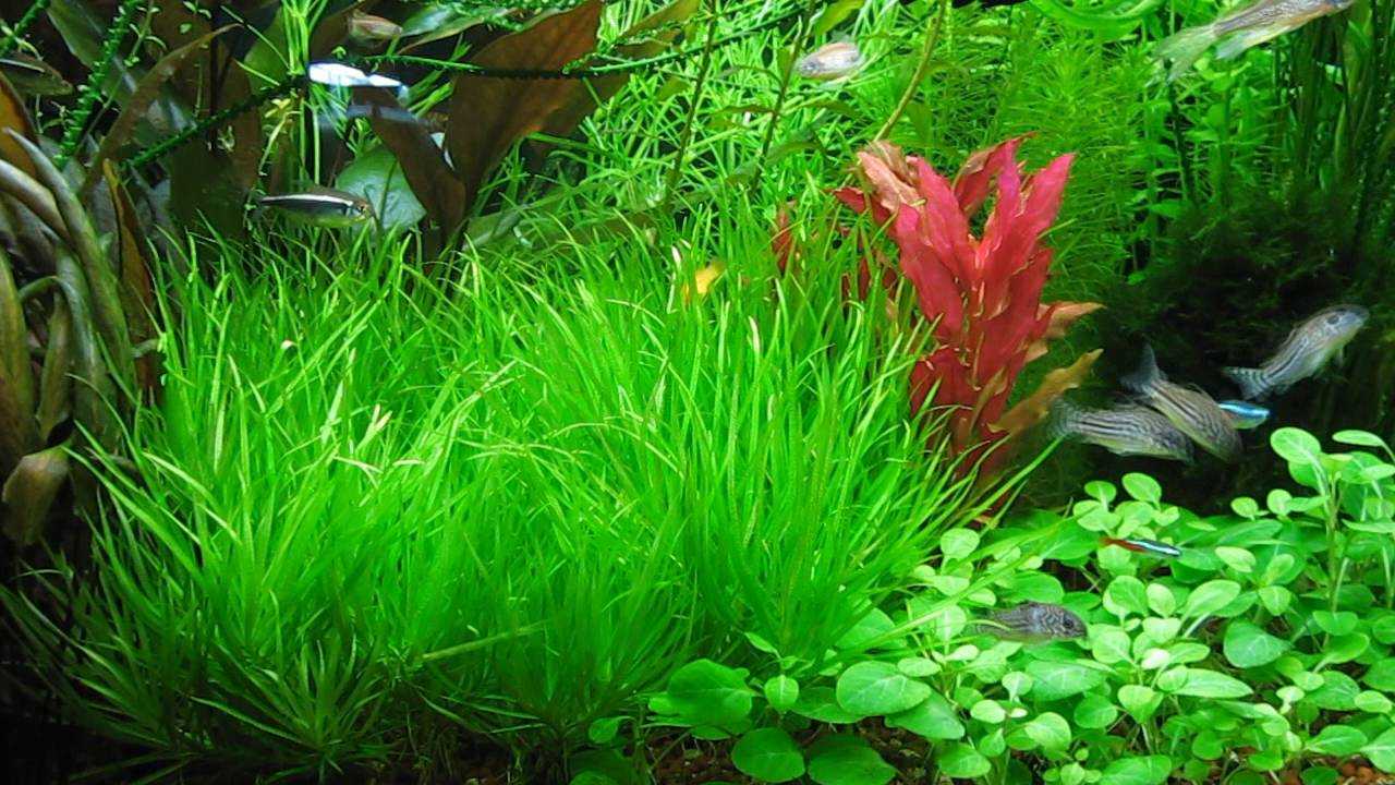 Азы и тонкости выращивания аквариумных растений