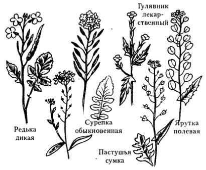 Цветок похожий на ромашки – фото и названия растений. характеристика и лечебные свойства