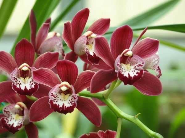 Орхидея драгоценная лудизия: описание сорта и уход в домашних условиях, фото видов и способы размножения﻿