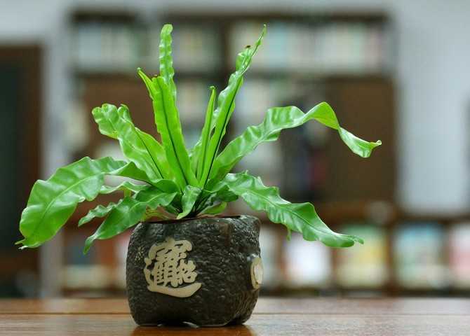 Скиммия - фото растения, уход за цветком в домашних условиях, размножение и болезни