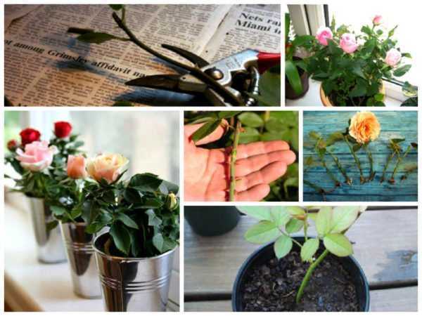 Как вырастить розу в картошке: советы и рекомендации