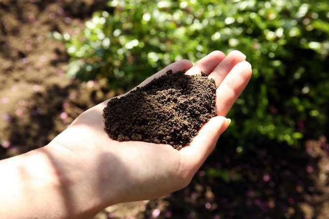Земля для комнатных цветов: какая почва лучше и как ее обеззаразить? какие цветы предпочитают кислый грунт? универсальный и субстрат
