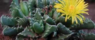 Бромелиевые комнатные растения (25 фото): прицветниковый ананас и цветок бромелия, гузмания и другие роды и виды