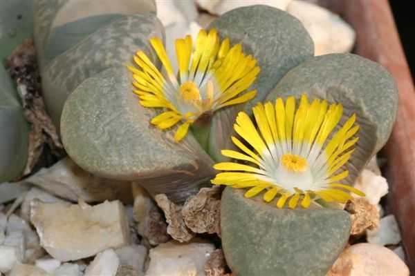 Эти удивительные растения называют живыми камнями Но что они такое на самом деле Где их родина Трудно ли их вырастить в домашних условиях