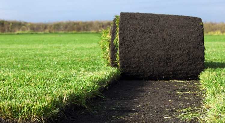 Как сделать хороший опрятный газон на даче своими руками: правила посадки