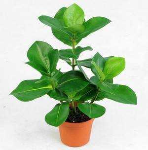 Вечнозеленое растение клузия (Clusia) является представителем семейства Клузиевые По данным, взятым из различных источников, этот род объединяет 150–300 видов
