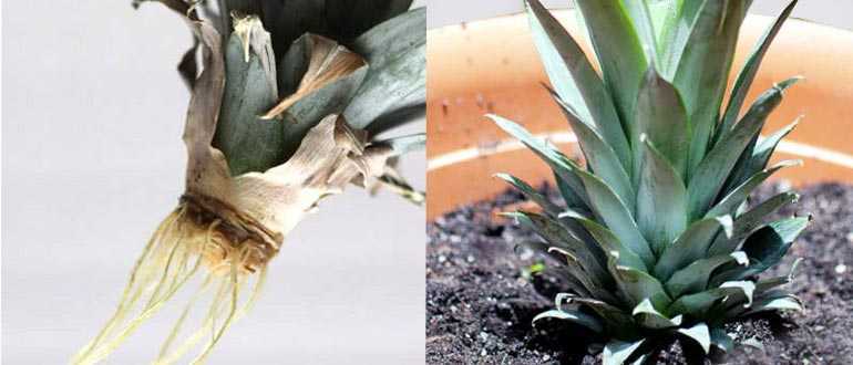 Выращивание ананаса дома: как посадить ананас из верхушки в горшок