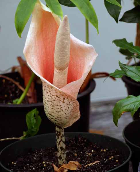 Цветок аморфофаллус в домашних условиях — секреты ухода
