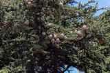 Выращивание кедров из орешков дома, посадка кедра из семян, как пересадить кедр