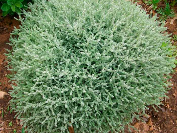 Растение сантолина: фото, виды, выращивание, посадка и уход в открытом грунте