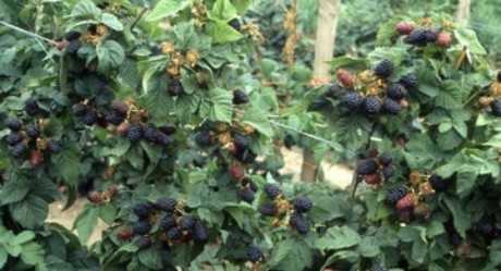 Квадратный арбуз: описание процесса выращивания ягод нестандартной формы