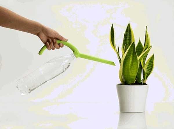 10 главных правил полива комнатных растений. фото