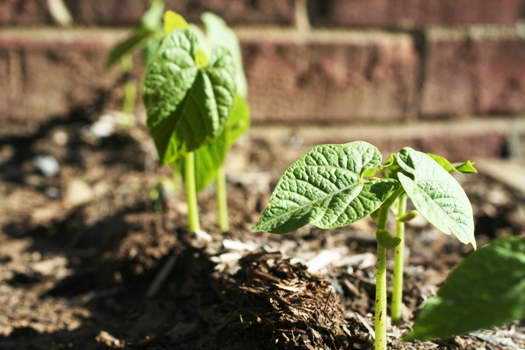 Сроки и способ посадки фасоли, выращивание в домашних условиях