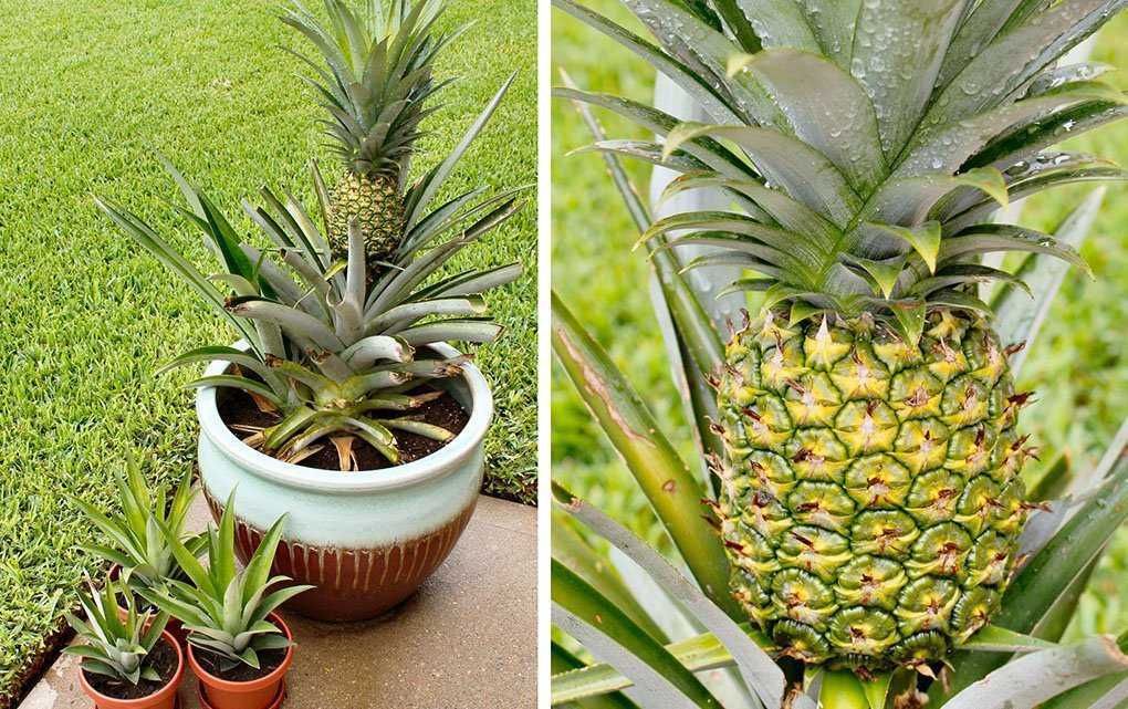 Как посадить ананас из верхушки: советы по уходу, правила содержания и особенности выращивания в домашних условиях (135 фото + видео)