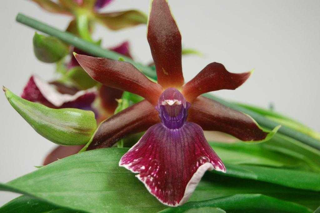 Орхидея зигопеталум: выращивание в домашних условиях, посадка и уход, пересадка и размножение