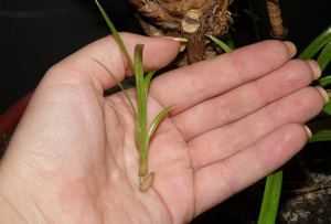 Пальма панданус: особенности содержания и выращивания экзота