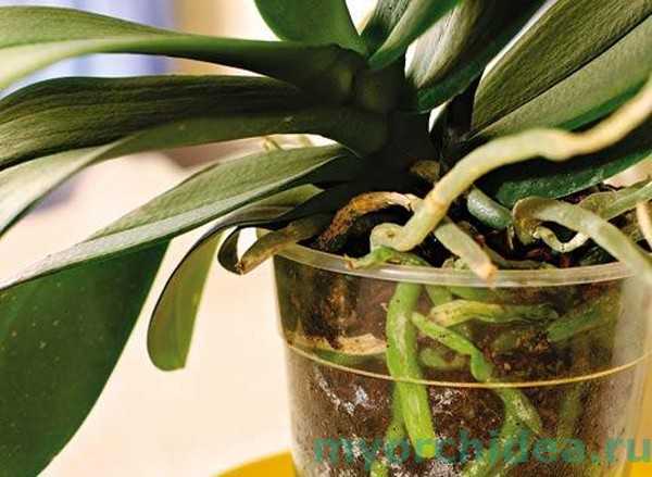 Болезни орхидей и их лечение, профилактика здоровых растений