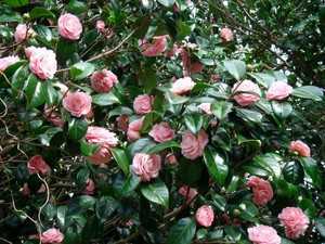 Цветок камелия – можно ли держать дома, какие есть виды, особенности посадки растения