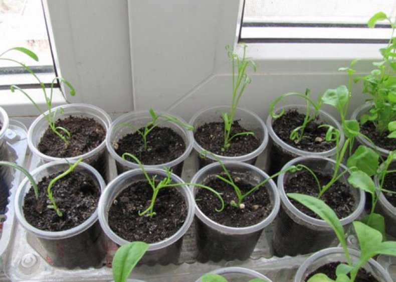 Брахикома - выращивание из семян в домашних условиях