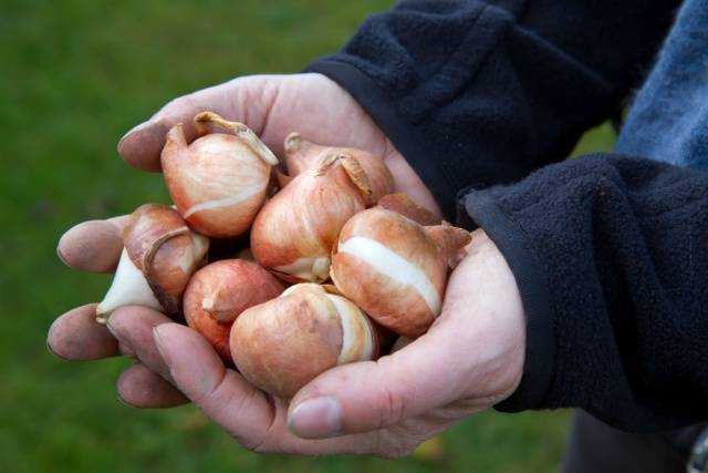 Как хранить луковицы тюльпанов зимой в домашних условиях