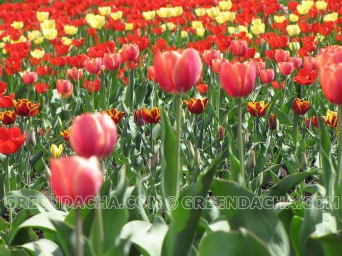 Тюльпаны: основные принципы выращивания | cельхозпортал