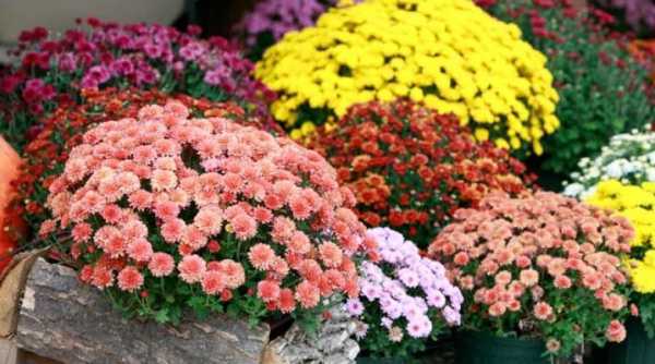 Крупноцветковые хризантемы (44 фото): выращивание из семян, садовые сорта хризантемы индийской и других видов, применение гиббереллина