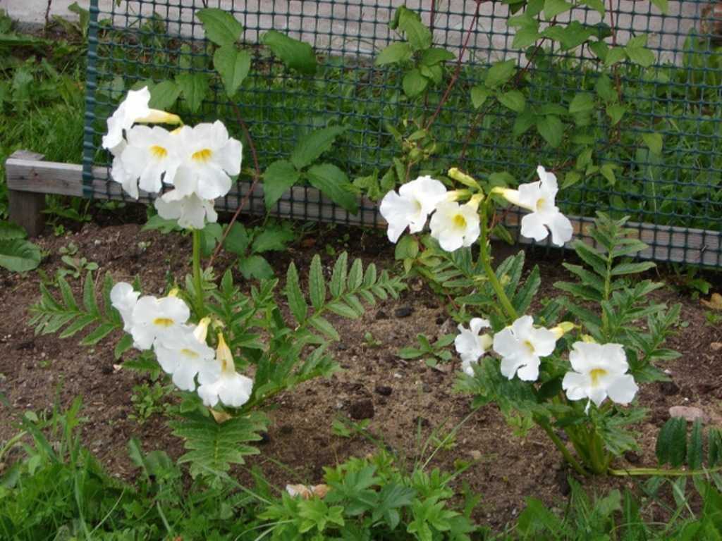 Инкарвиллея - как выращивать в саду