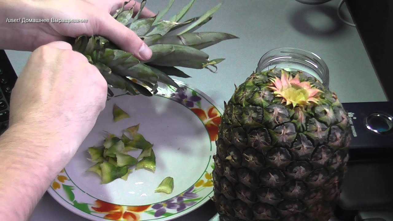 Как вырастить дома ананас из верхушки, чтобы он плодоносил