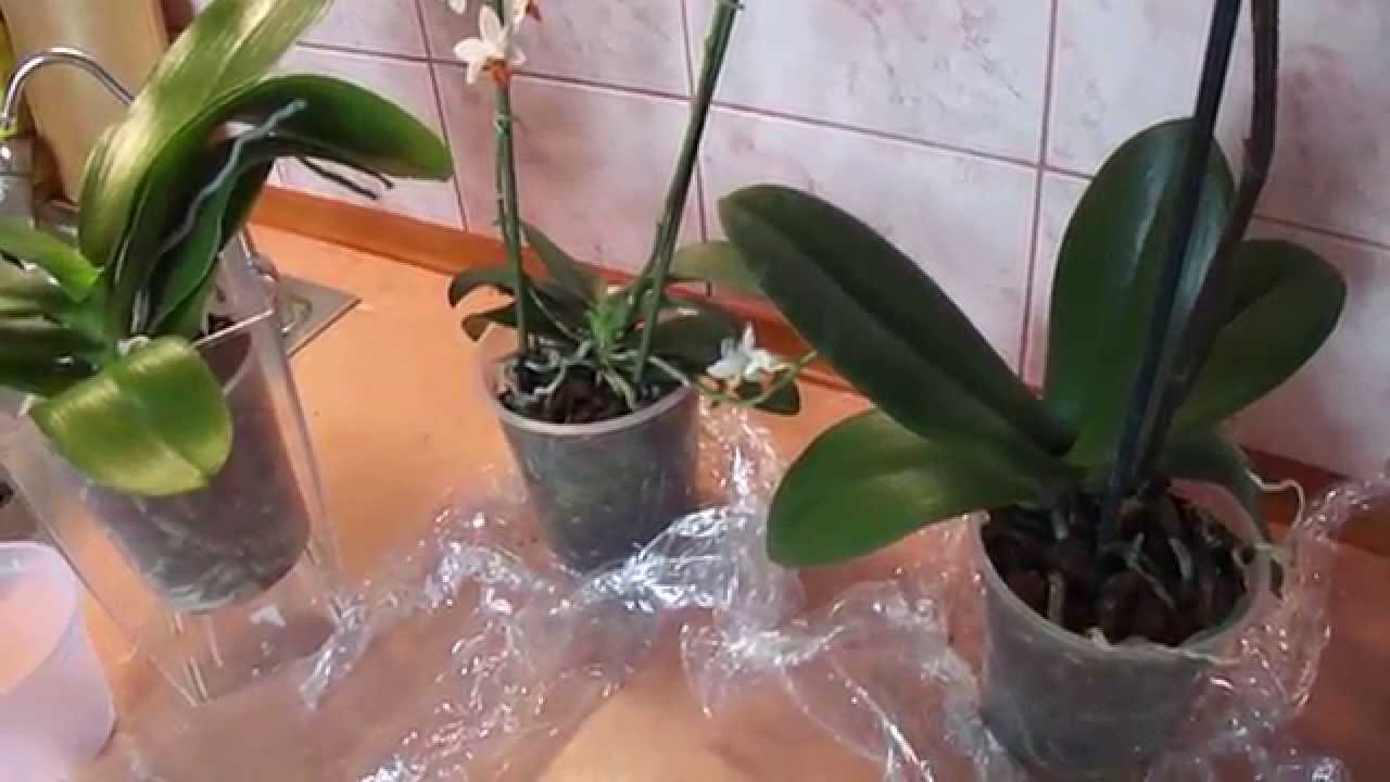 Как пересадить отросток орхидеи в домашних условиях на цветоносе: пошаговое фото и видео от специалистов