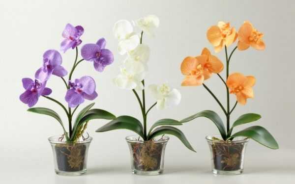 Когда лучше пересаживать орхидею, и для чего это делается Пошаговая инструкция пересадки орхидеи после цветения Требования к емкости и субстрату Уход за