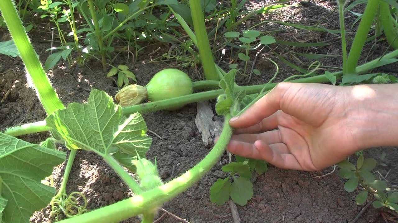 Как правильно высадить рассаду тыквы в открытый грунт?