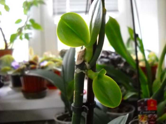 Цитокининовая паста для орхидей: применение, как используют для корней и цветения, отзывы, фото