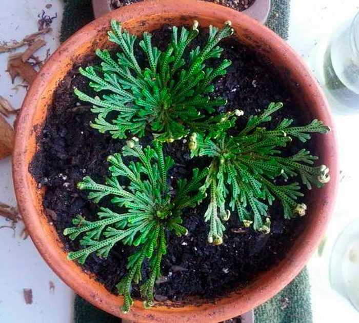 Селагинелла - растение древнего рода напоминающее папоротник Приживется ли он в домашних условиях, как нужно за ним ухаживать и что делать при возникновении