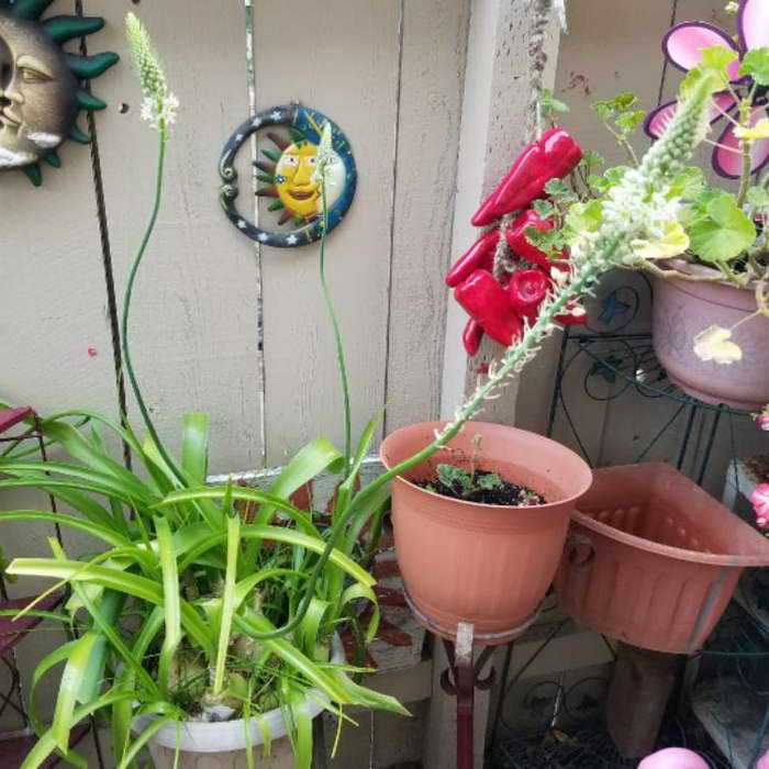 Альбука спиральная: фото, описание цветка, уход в домашних условиях