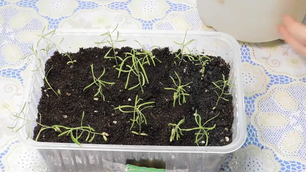 Растение кохия (летний кипарис): выращивание рассадой и из семян в открытом грунте