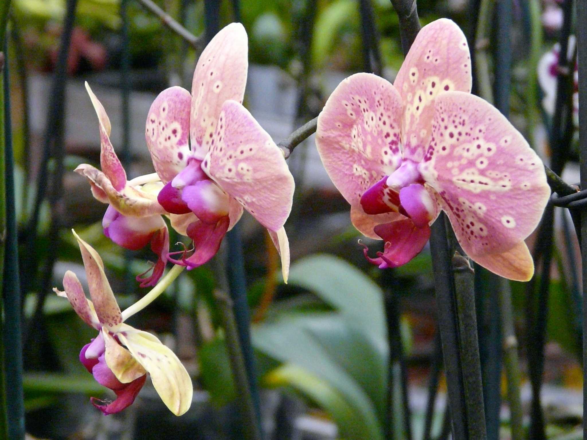 Как вырастить орхидею в домашних условиях - практическое руководство по агротехнике и уходу для новичков: видео о том, можно ли, при каких условиях и как правильно это делать