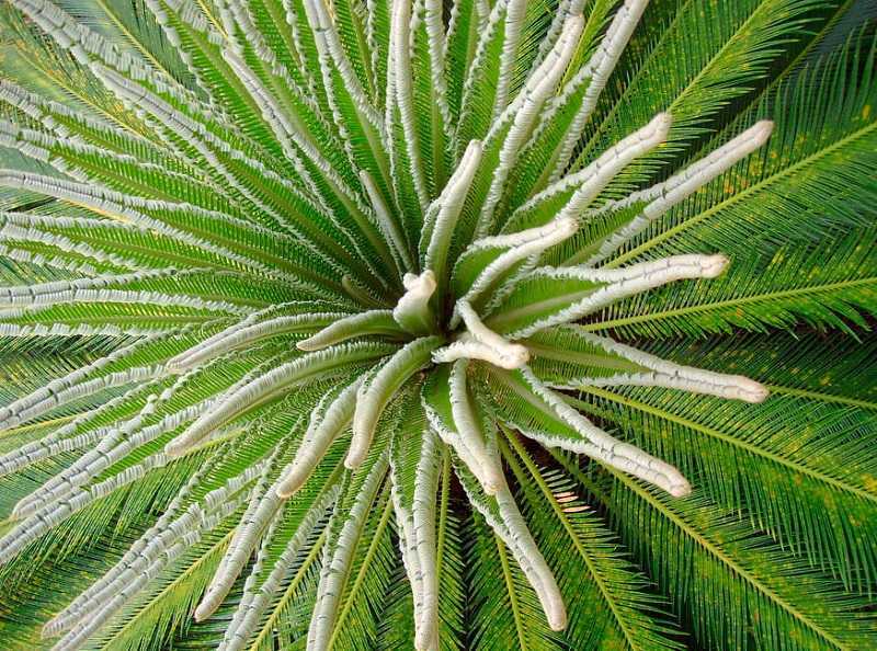 Описание некоторых растений, похожих на пальму Какие из них относятся к пальмовым, а также об их сходствах и различиях
