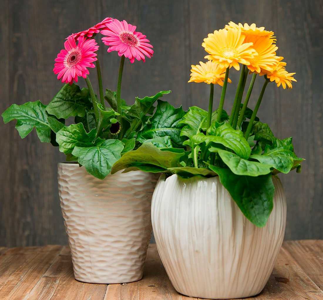 Альсобия – тропический цветок, который будет радовать глаз в домашних условиях, если знать основные правила ухода: температуры, полива, подкормки, пересадки и