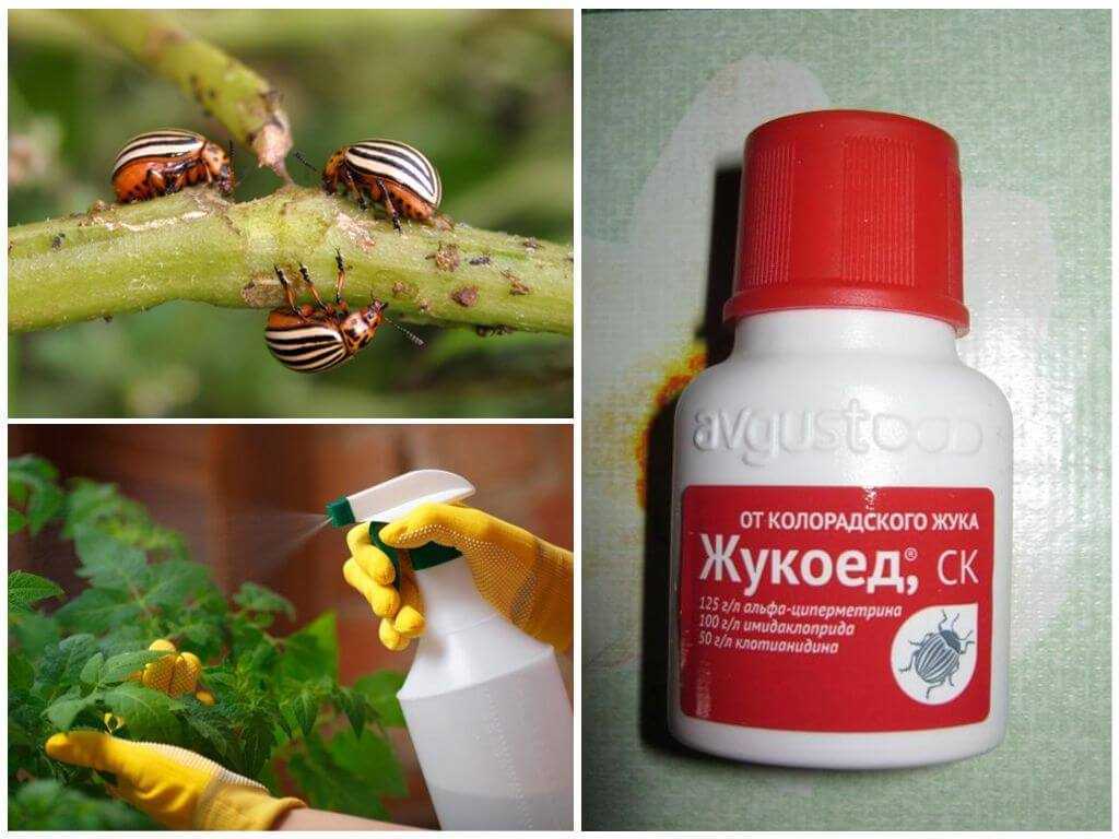 Описание и преимущества инсектицида кораген и норма расхода от колорадского жука