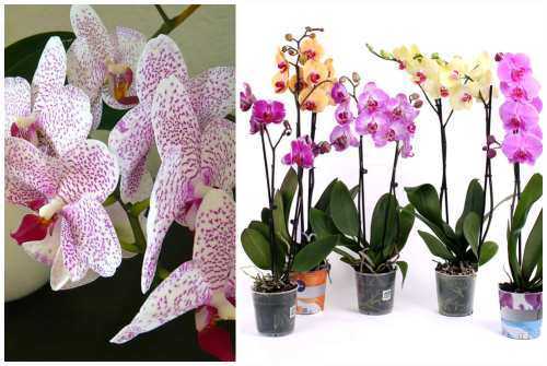 Орхидея (52 фото): особенности ухода в домашних условиях. как правильно ухаживать за цветком в горшке после покупки? описание красивых сортов