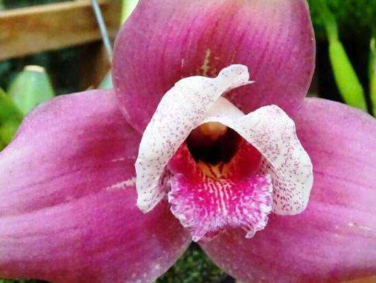 Орхидея ликаста: уход, пересадка, болезни и вредители. советы для начинающих цветоводов.