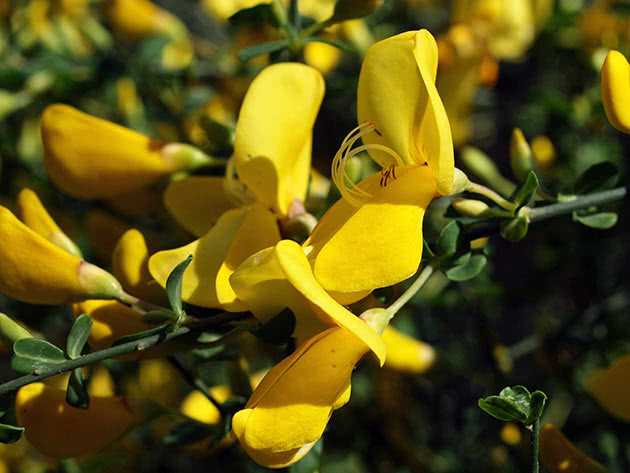 Кандык (эритрониум): фото видов, сортов цветка, посадка, уход в открытом грунте