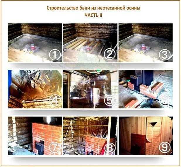 Осина - описание и фото, сбор и заготовка осины