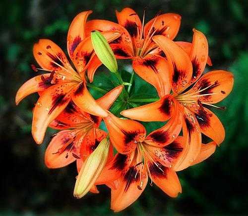Распространенные виды прекрасных лилий: фото, названия сортов, описание