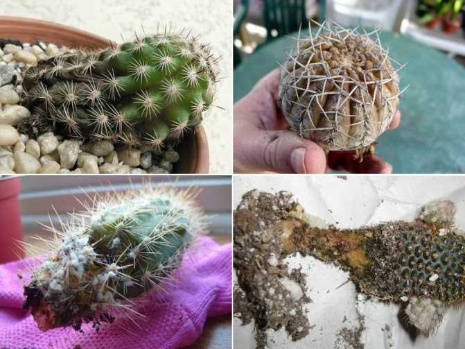 Лесной кактус рипсалидопсис: выращивание и уход в домашних условиях