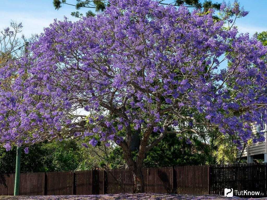 Где растет жакаранда, дерево с фиолетовыми цветами