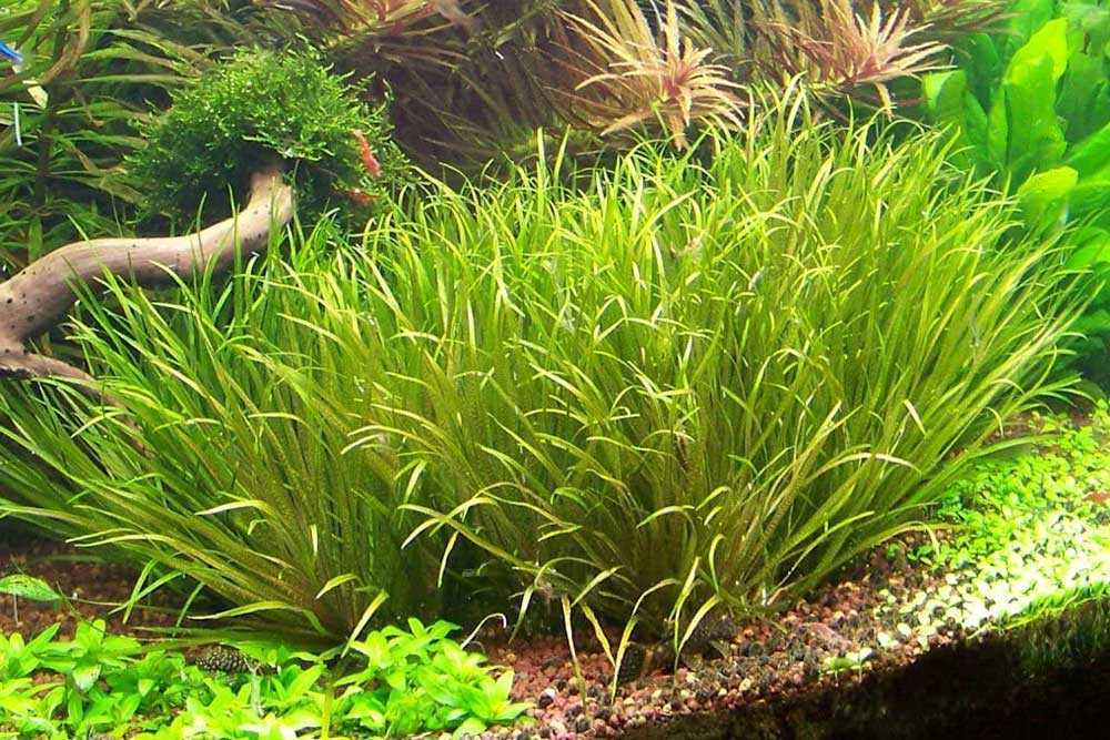 Содержание аквариума без рыб но с растениями
